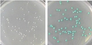 念珠菌顯色對照培養(yǎng)基